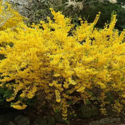 Форзиция ГОЛДЗАУБЕР средняя в Солигорске