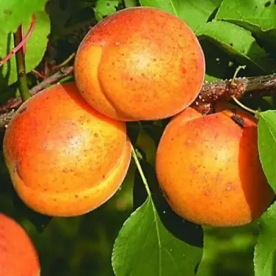 Абрикос СПАДЧЫНА в Солигорске