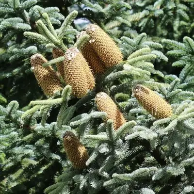 Пихта благородная в Солигорске