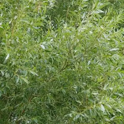 Ива ВИТЕЛЛИНА белая  в Солигорске