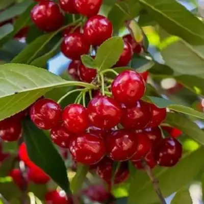 Вишня ГИРЛЯНДА в Солигорске