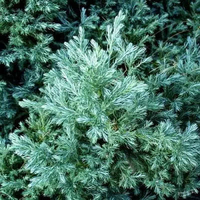 Кипарисовик БУЛЕВАРД горохоплодный в Солигорске