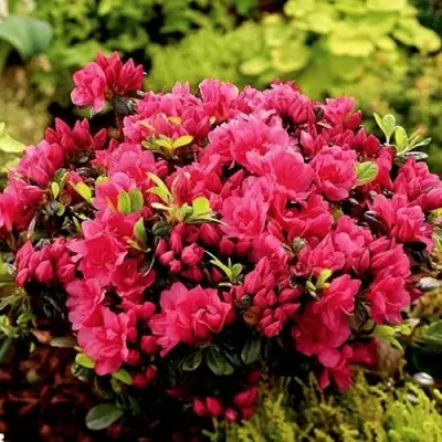 Азалия КАНЗОНЕТТА японская в Солигорске