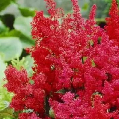 Астильба ЭТНА Арендса в Солигорске