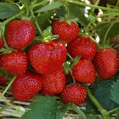 Клубника ЗЕНГА-ЗЕНГАНА в Солигорске