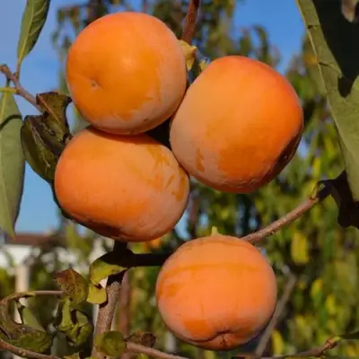 Хурма РОССИЯНКА в Солигорске