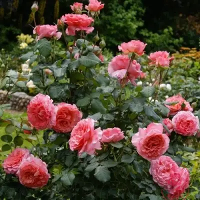 Роза ЛОРАН КАБРОЛЬ шраб в Солигорске