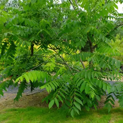 Орех МАНЬЧЖУРСКИЙ в Солигорске