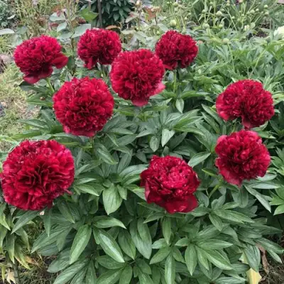 Пион ГАЛАКТИКА травянистый в Солигорске