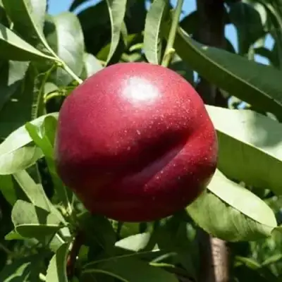 Нектарин БИГ-ТОП в Солигорске