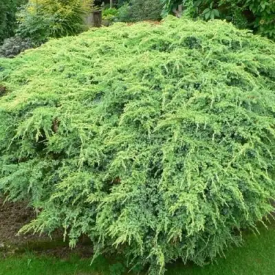 Можжевельник ХОЛГЕР чешуйчатый в Солигорске