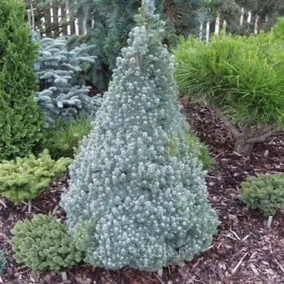 Ель САНДЕРС БЛЮ канадская в Солигорске