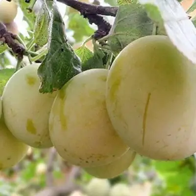 Слива УТРО в Солигорске