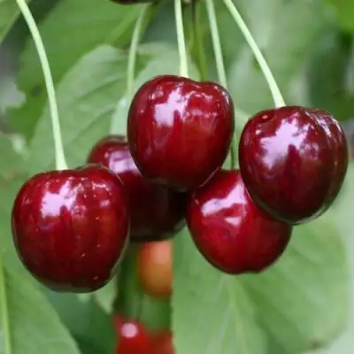 Черешня ВАЛЕРИЙ ЧКАЛОВ в Солигорске