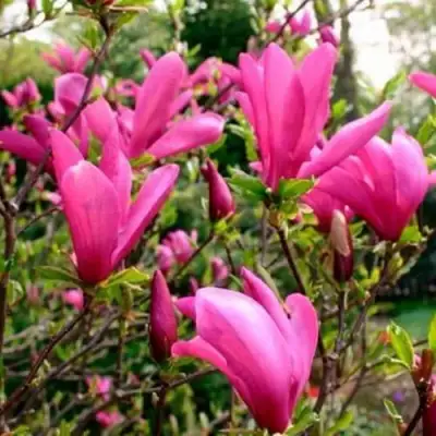 Магнолия СЬЮЗАН в Солигорске