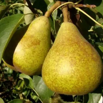 Груша ГЕНЕРАЛ ЛЕКЛЕРК в Солигорске