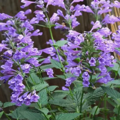 Котовник БЛЮ ДРИМС полусидячий в Солигорске