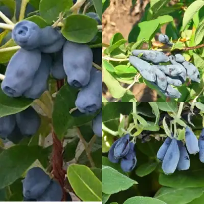 Комплект СЕВЕРНЫЕ ВИТАМИНЫ в Солигорске