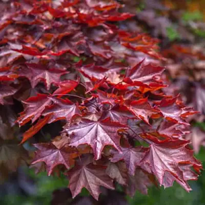 Клен КРИМСОН КИНГ остролистный в Солигорске