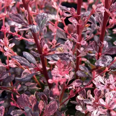 Барбарис АРЛЕКИН тунберга в Солигорске