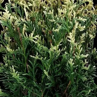 Туя ГОЛД ПЕРЛ западная в Солигорске