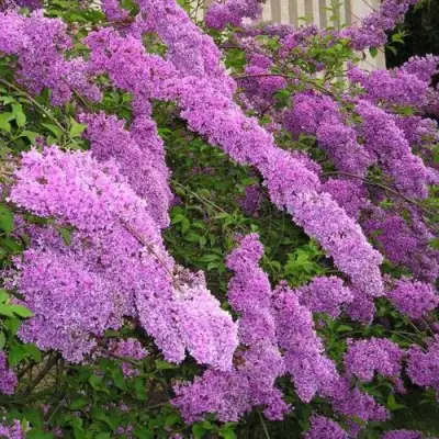 Сирень КИТАЙСКАЯ в Солигорске