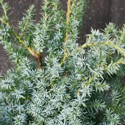 Можжевельник БЛЮ АЛЬПС китайский  в Солигорске