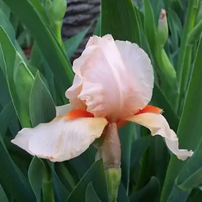 Ирис ПАТИ ДРЕСС бородатый в Солигорске