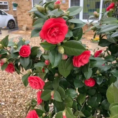 Камелия ЛЕДИ КЭМПБЕЛЛ в Солигорске