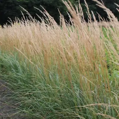 Вейник КАРЛ ФОРСТЕР остроцветковый в Солигорске