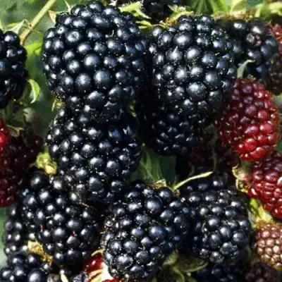 Ежевика ЭВЕРГРИН бесшипная  в Солигорске