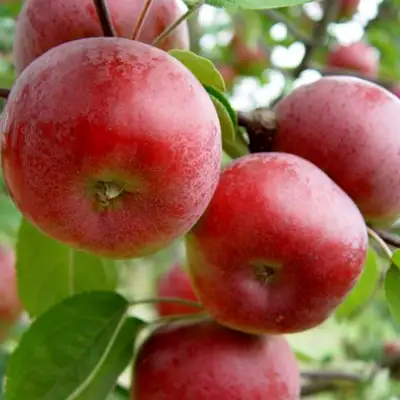 Яблоня ПОСПЕХ в Солигорске