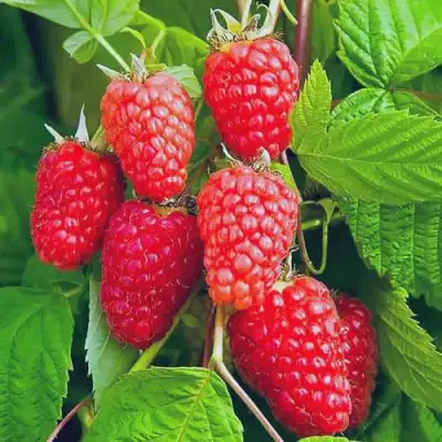 Малина МАРАСТАР в Солигорске