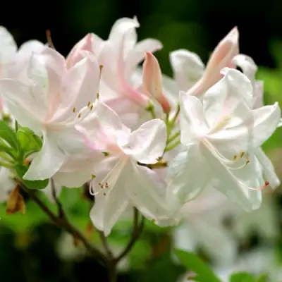 Азалия УАЙТ ЛАЙТС листопадная в Солигорске