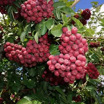 Рябина ТИТАН сладкоплодная  в Солигорске