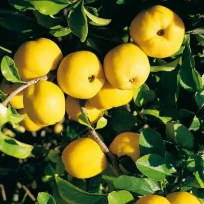 Айва ЦЕЗАРЬ в Солигорске