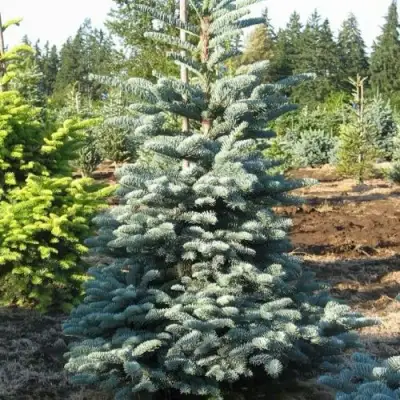 Пихта благородная в Солигорске