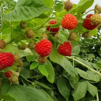 Малина КВЕЛЛИ в Солигорске