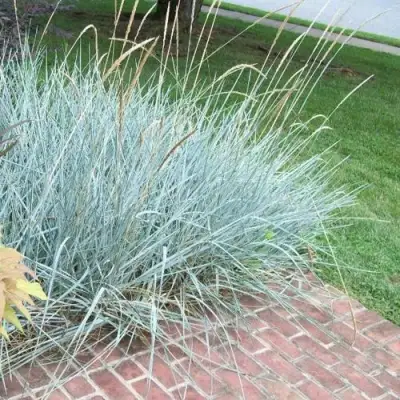 Элимус БЛЮ ДЮН песчаный в Солигорске