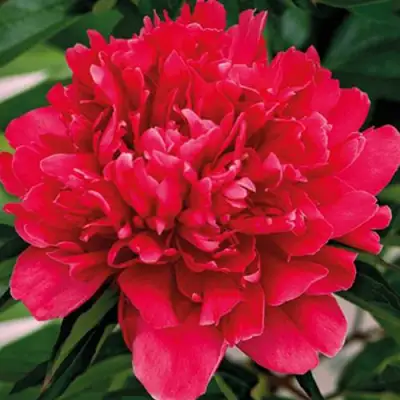 Пион ГЕНЕРАЛ МАК-МАГОН травянистый в Солигорске