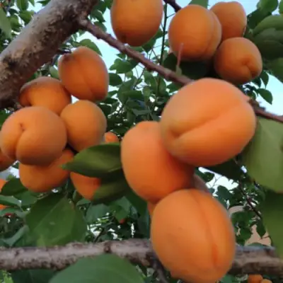 Абрикос ГОЛД РИЧ в Солигорске