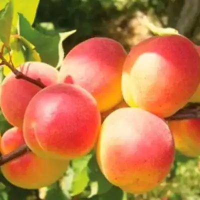 Абрикос NJA-19 в Солигорске