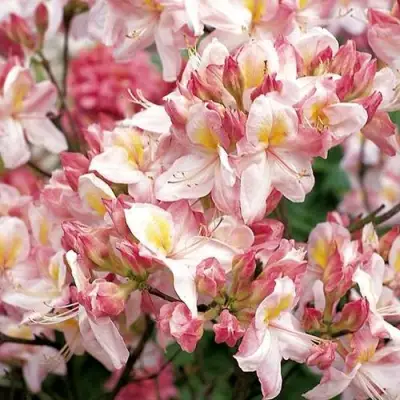 Азалия САТОМИ японская в Солигорске