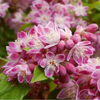 Дейция СТРОБЕРРИ ФИЛДС  в Солигорске