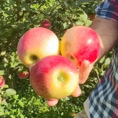 Яблоня КУЛИКОВСКОЕ в Солигорске