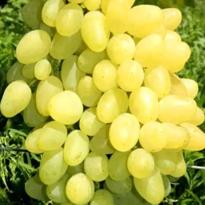 Виноград ЗАРНИЦА в Солигорске