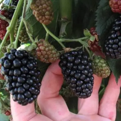 Ежевика НЕБЕСА МОГУТ ПОДОЖДАТЬ бесшипная  в Солигорске