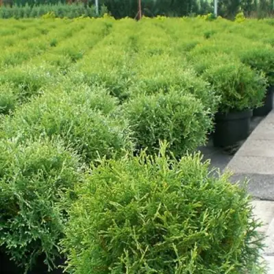 Туя ТИНИ ТИМ западная в Солигорске