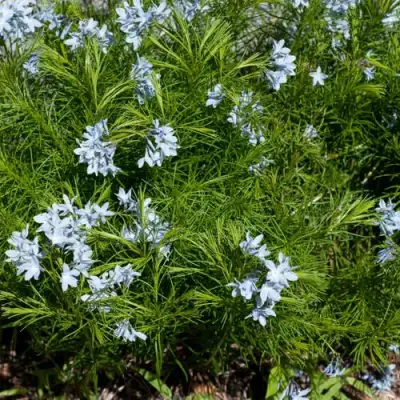 Амсония РЕСНИТЧАТАЯ в Солигорске