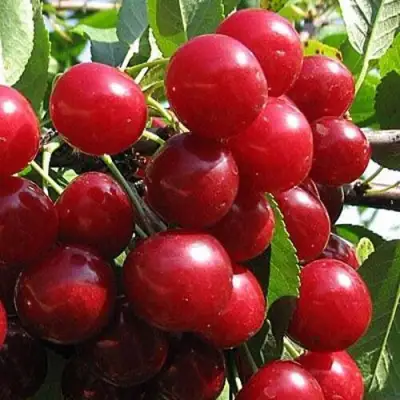 Вишня ГЛУБОКСКАЯ в Солигорске